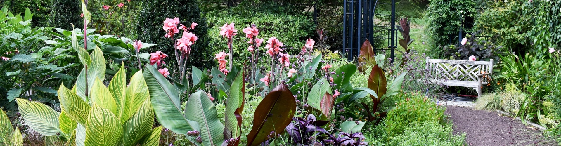 A summer garden in bloom with pink flowers and green and purple foliage. In the background is a wrought-iron gate and a wooden bench.