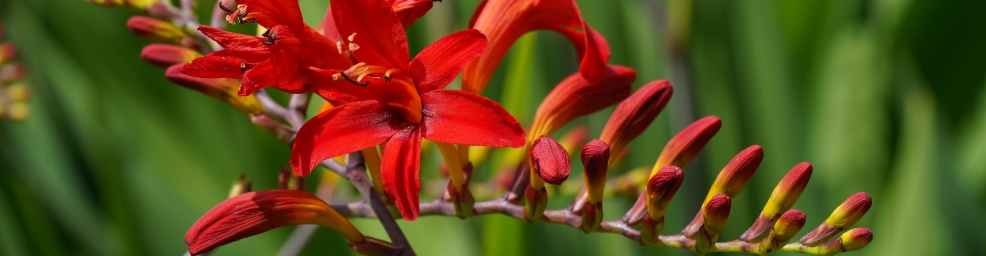 Bright red flower