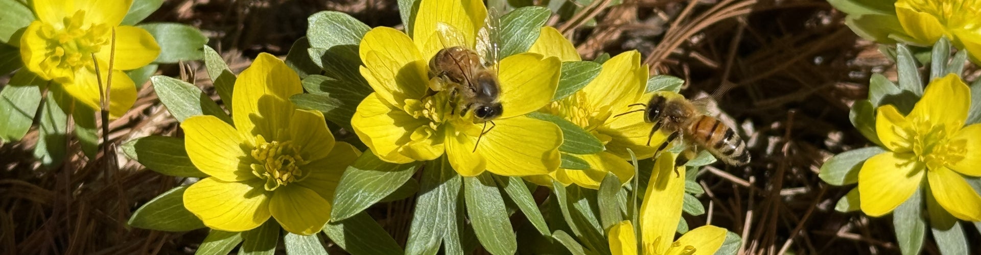 A close-up of small yellow buttercups with two bees. 