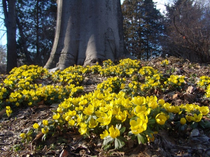Bright yellow flowers at the base of a tree