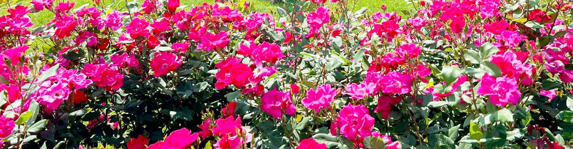 Bright red roses with a sculpture