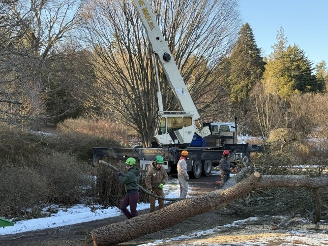 A group of arborists with a large crane and saws disassemble a fallen tree. 