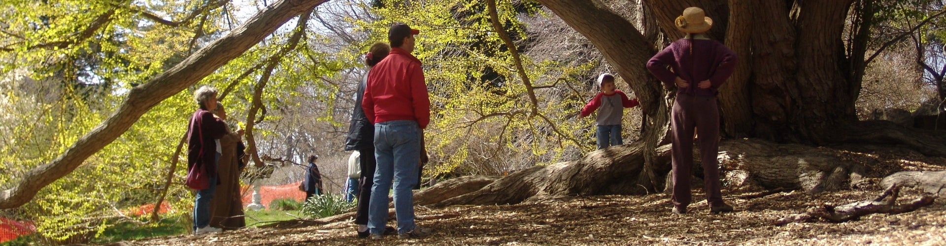 A group of people under a large tree. 