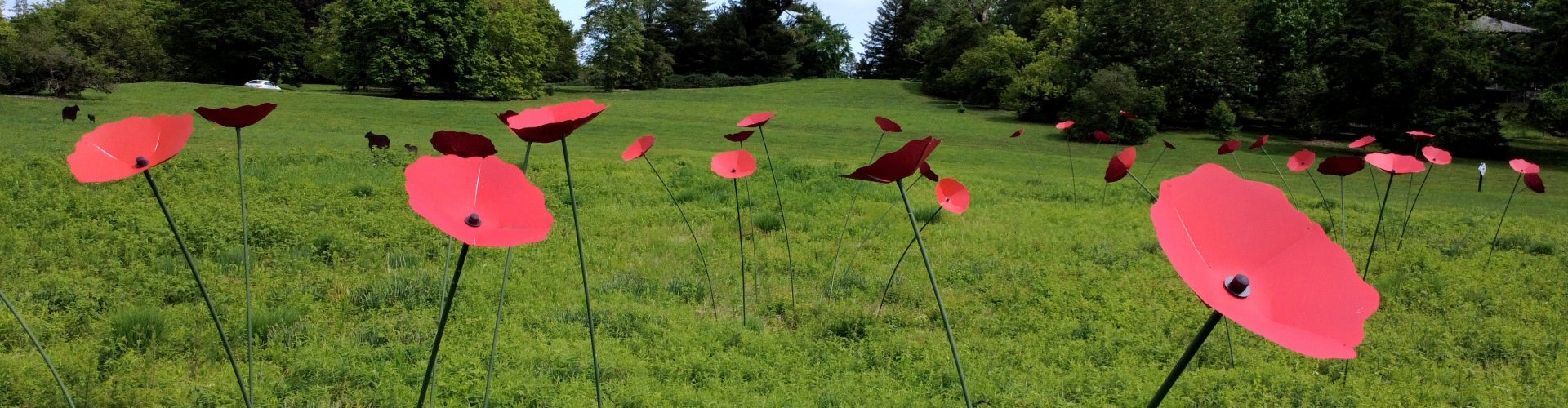 Larger-than-life-size sculptures of red poppy flowers in a meadow on a cloudy day.