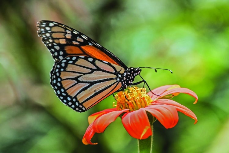An orange, black and white monarch butterfly drinks nectar from an orange cone flower