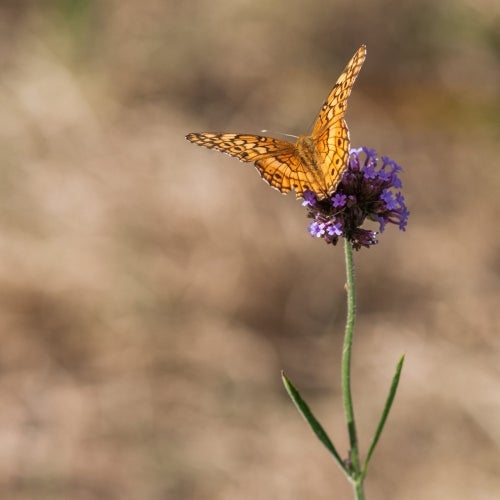 A yellow and orange butterfly sits on a purple flower