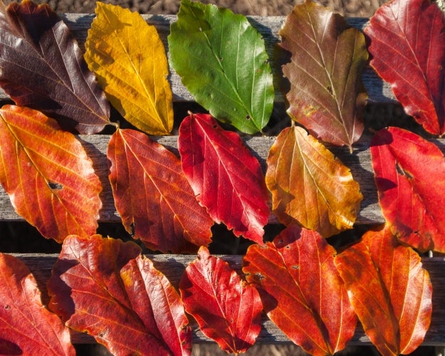Three rows of leaves in shades of yellow, red, brown and orange