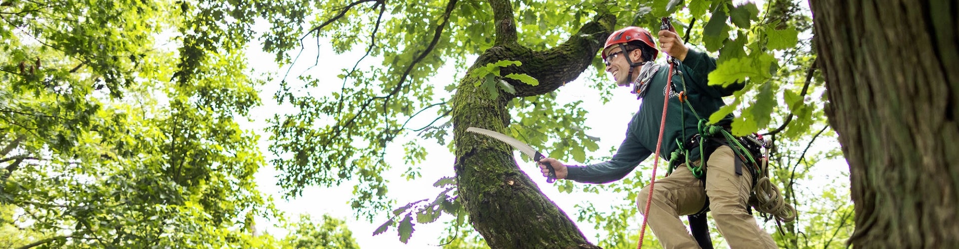 A man wearing a red helmet and green shirt stands on a tree branch holding a saw