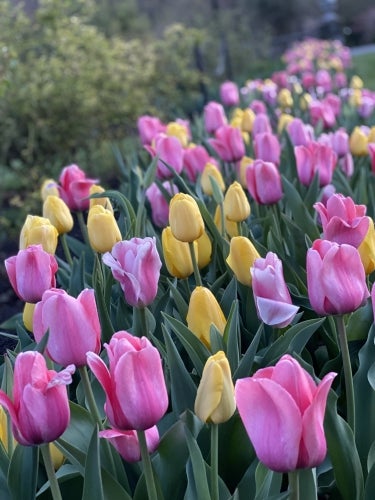 Pink and yellow tulips