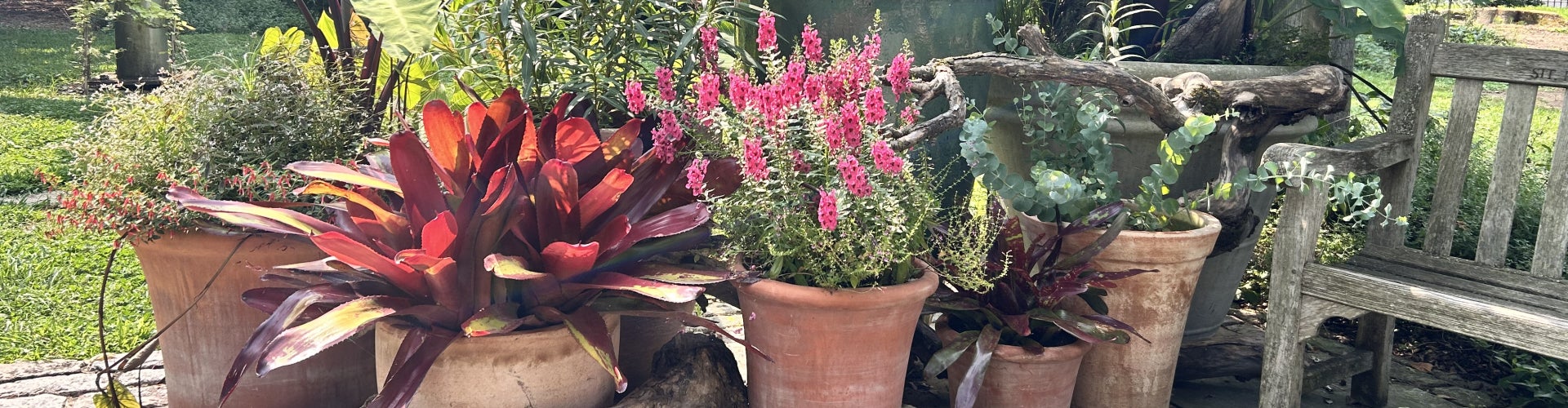 A collection of potted plants with dead wood used in the design.