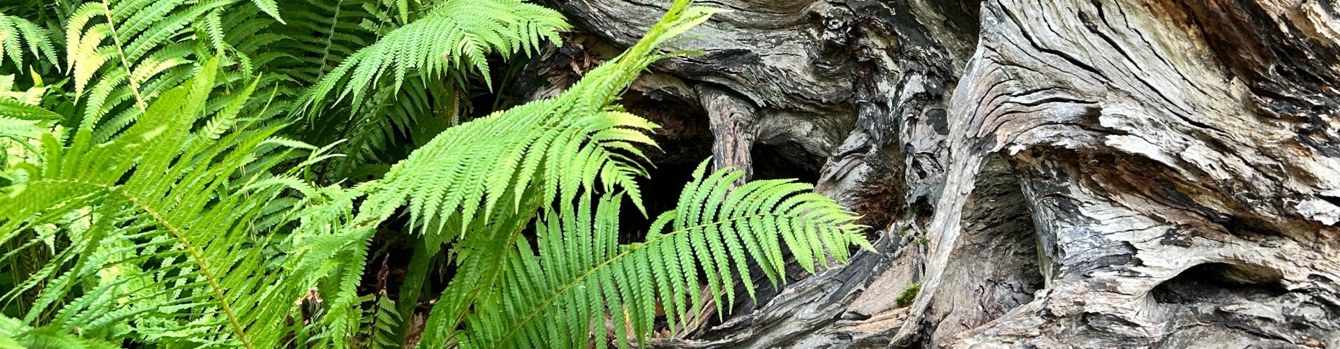 An outdoor garden covered in ferns and pieces of deadwood. 