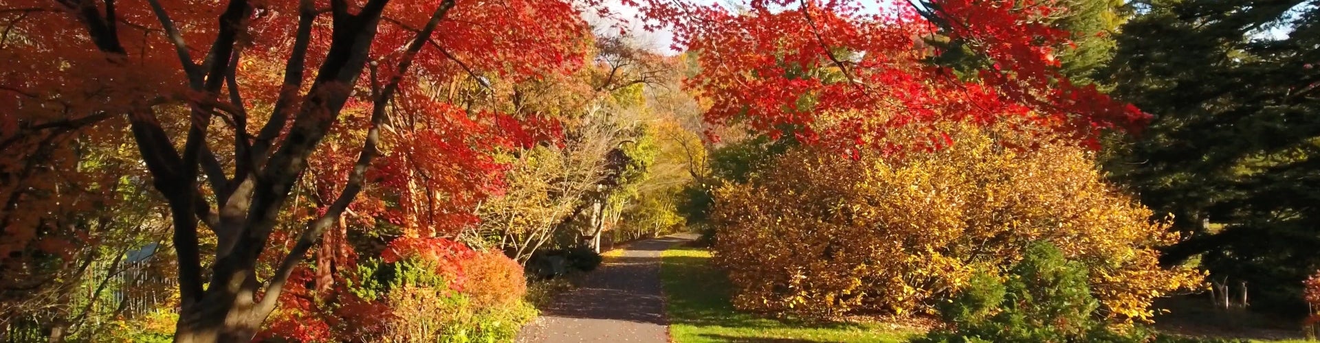 A path lined with colorful trees of fall foliage.