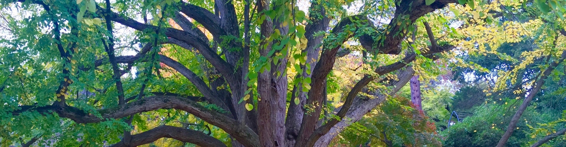 A large, historic katsura-tree with big sloping branches, green foliage on the tree, and yellow foliage on the groung