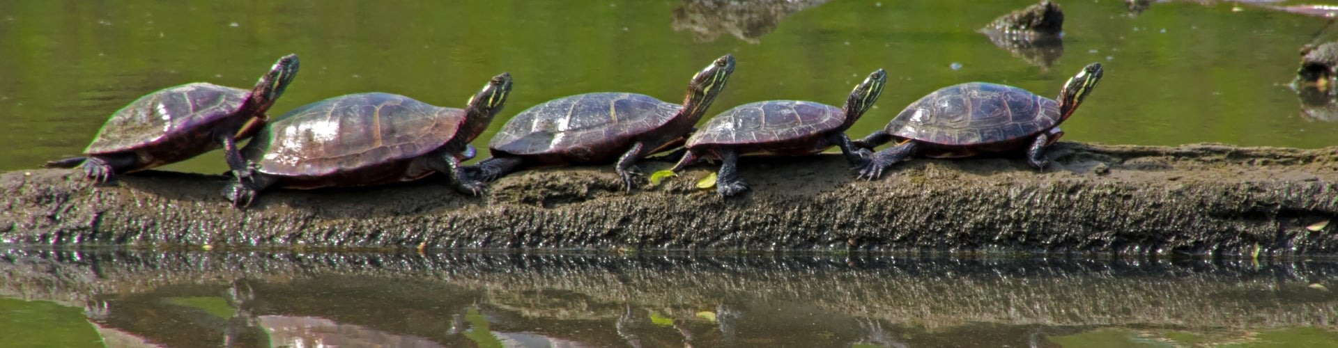 Five painted turtles in a row on a log in water. 