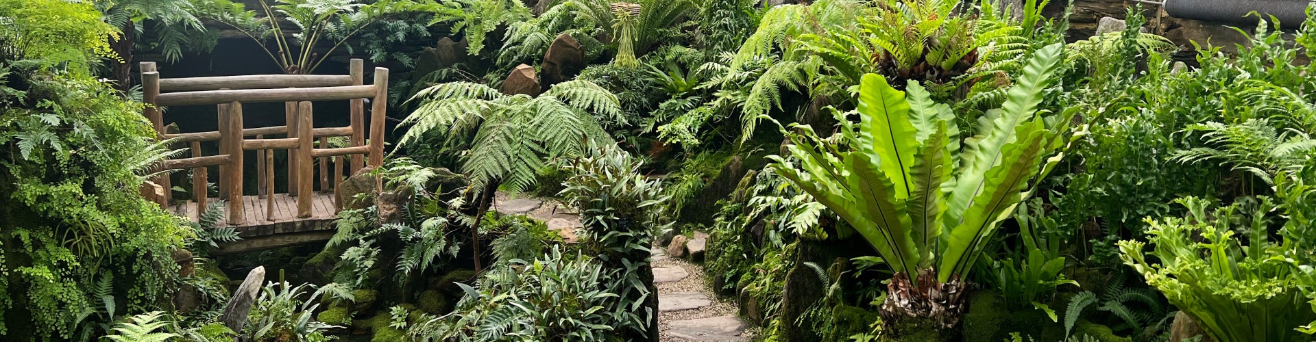 The inside of a fernery with lots of ferns and a wooden bridge going over a small stream. 