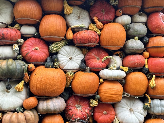 A wall of different color, size, and shape pumpkins held up by hoops.