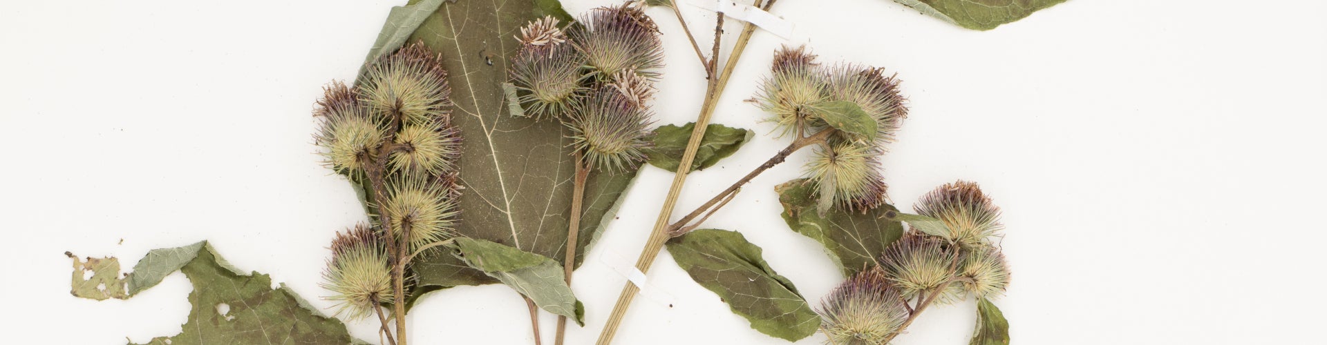 An herbarium specimen of a draw section of a plant including stem, foliage, and flower, dried and mounted on a white board. 