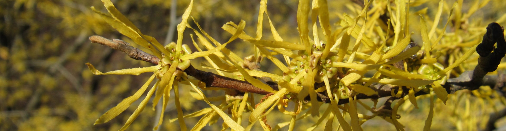 A close up of flowers with long, ribbon-like yellow petals growing on a bare branch. 