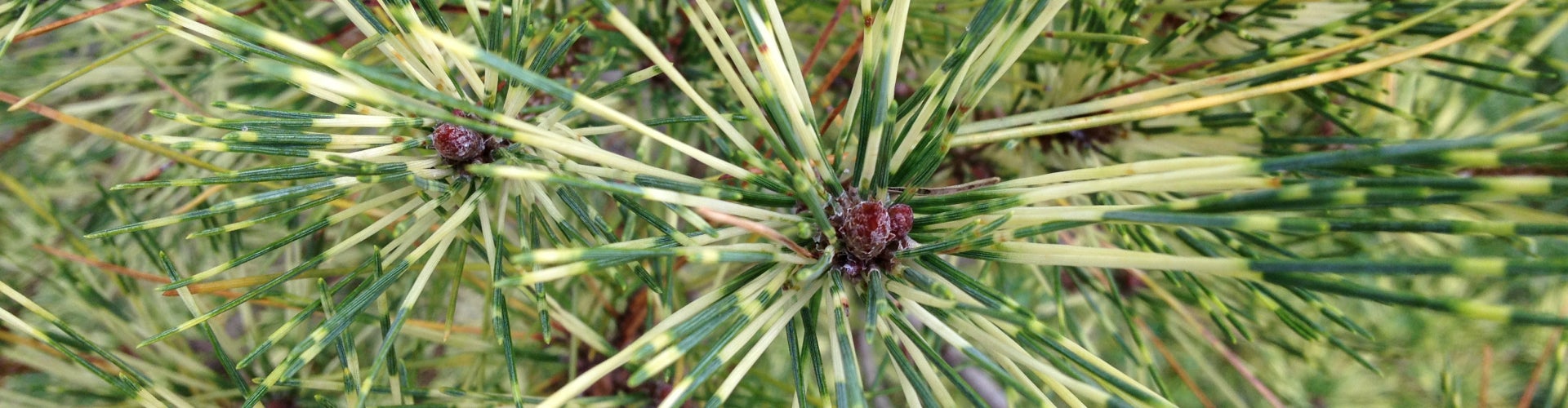 A close up of pine needles on a Dragon's-eye Japanese red pine.