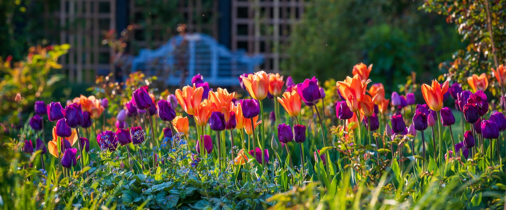 orange and purple flowers