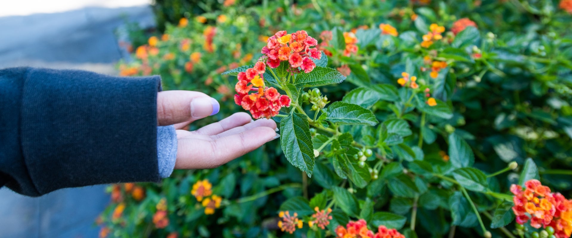 A hand reaches towards a pink and yellow Mexican butterfly weed with small blooms.