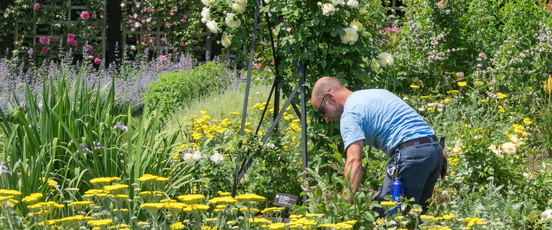 A man in a blue short sleeve shirt on his hands and knees working in a flower garden. 