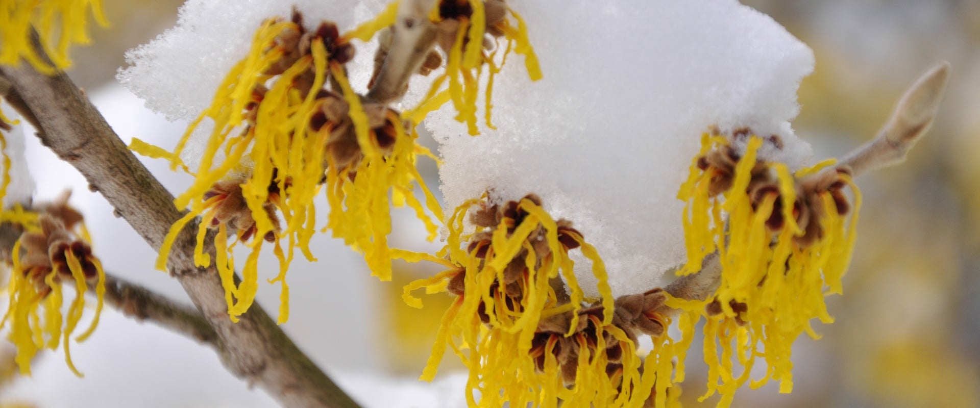 a branch with yellow foliage covered in snow