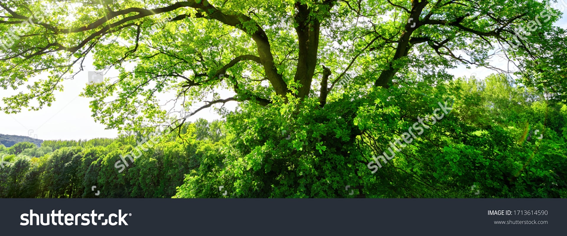 stock image of trees