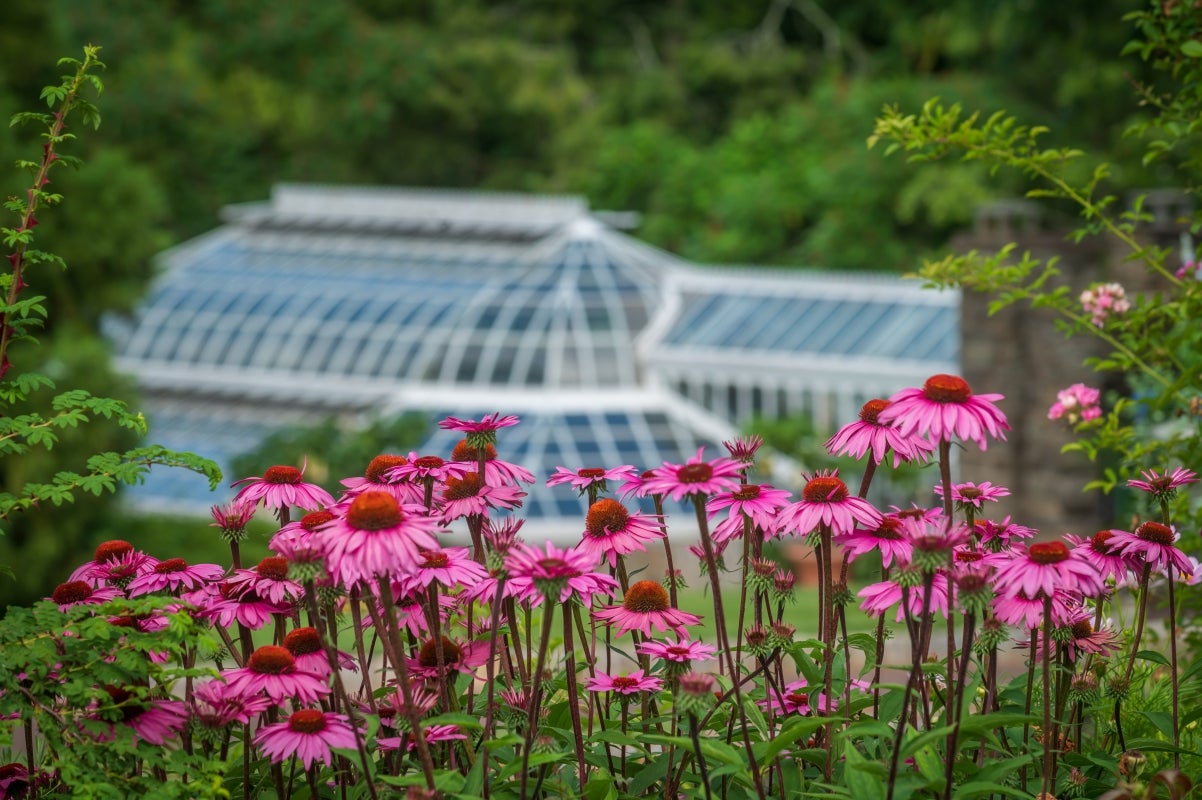 Purple coneflowers in the foreground, with a glass greenhouse in the background.