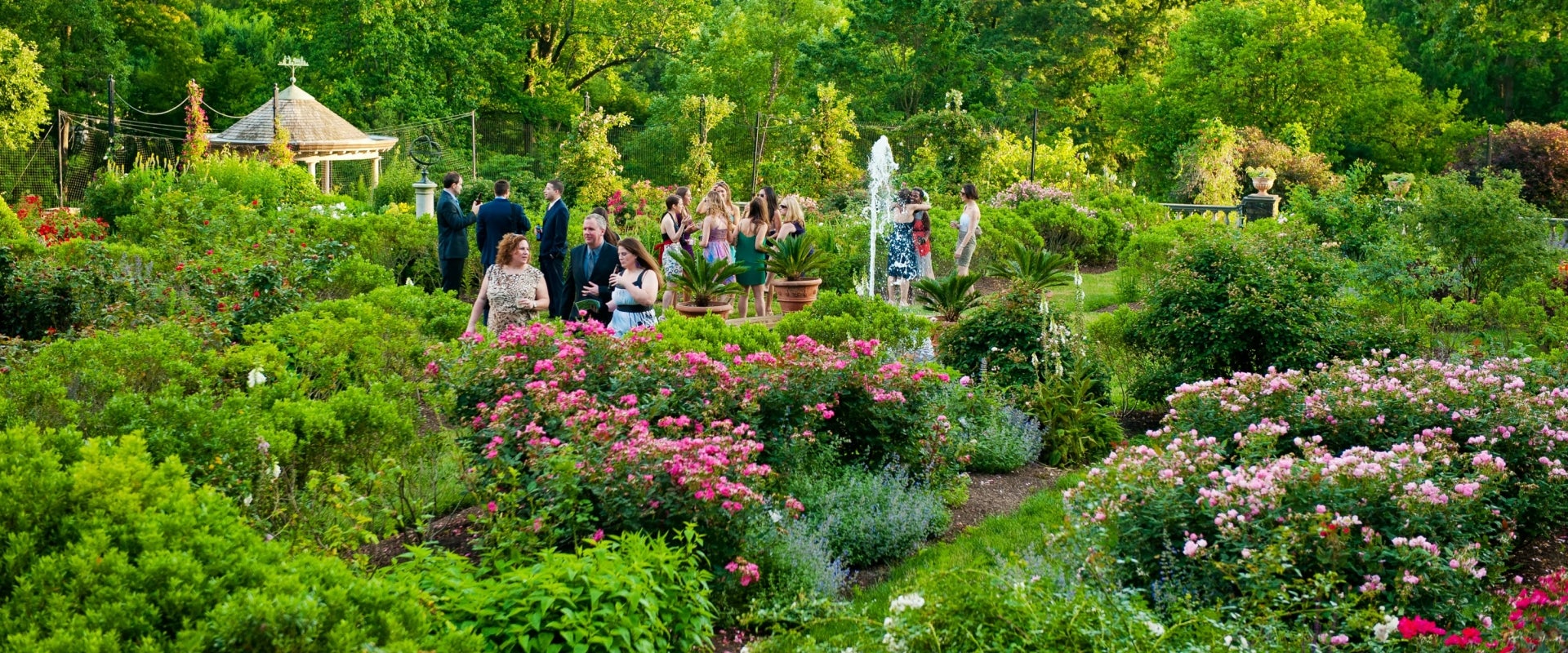 A group of people in informal attire mingling in a rose garden. 