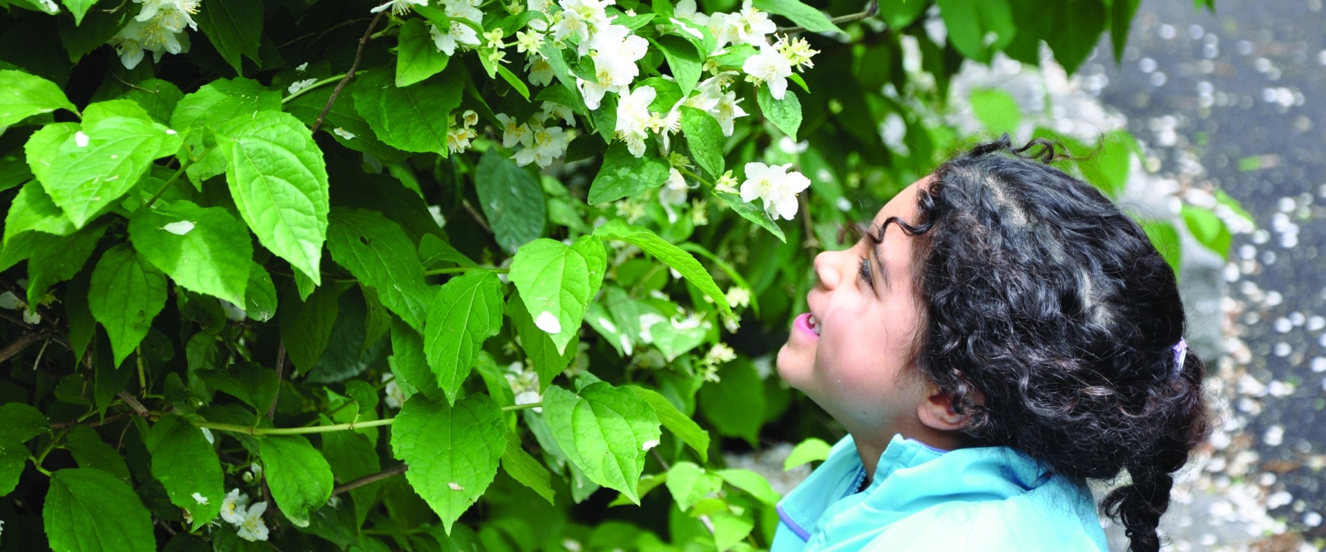A child smiles as she smells a white flower on a bright green bush. 