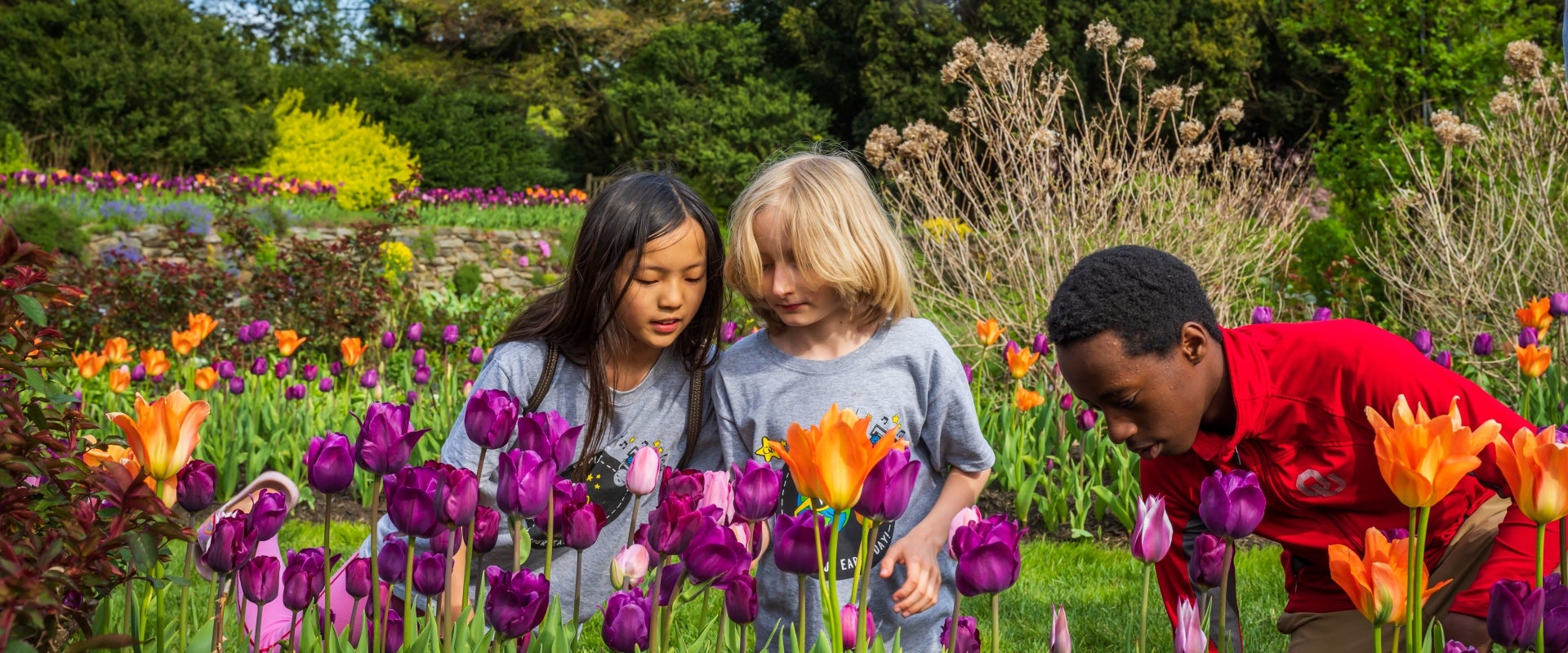 Three children look down into orange and purple tulip plantings. 