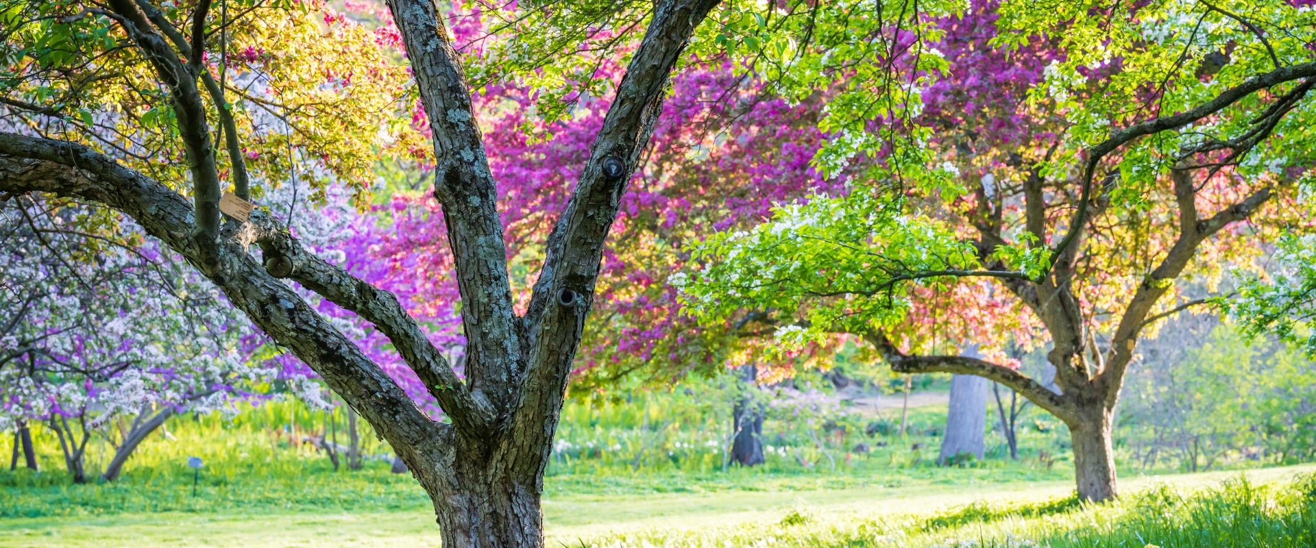 Colorful spring tree in bloom with pink and white flowers and green foliage.