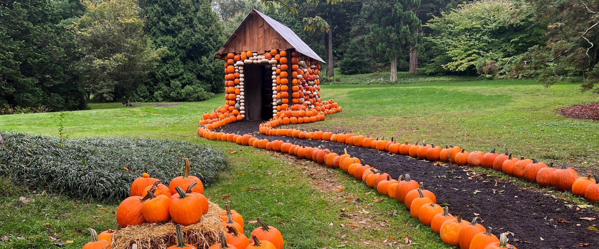 A tiny house made of woods and hundreds of pumpkins with a path lined with more pumpkins leading toward it. 