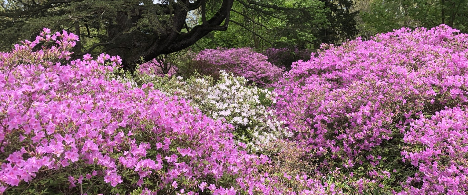 Pink and white azaleas in bloom.