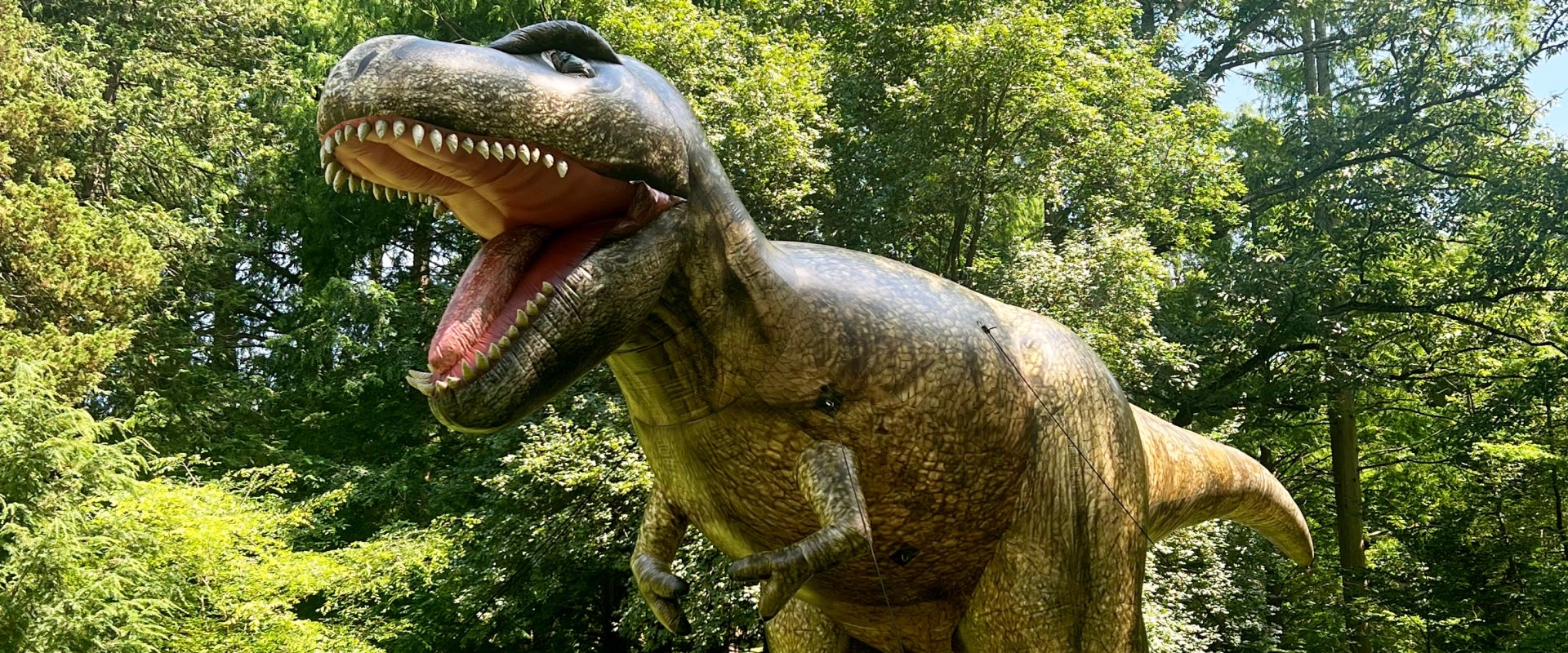 A 25-foot inflatable Tyrannosaurus rex outdoors surrounded by trees. 
