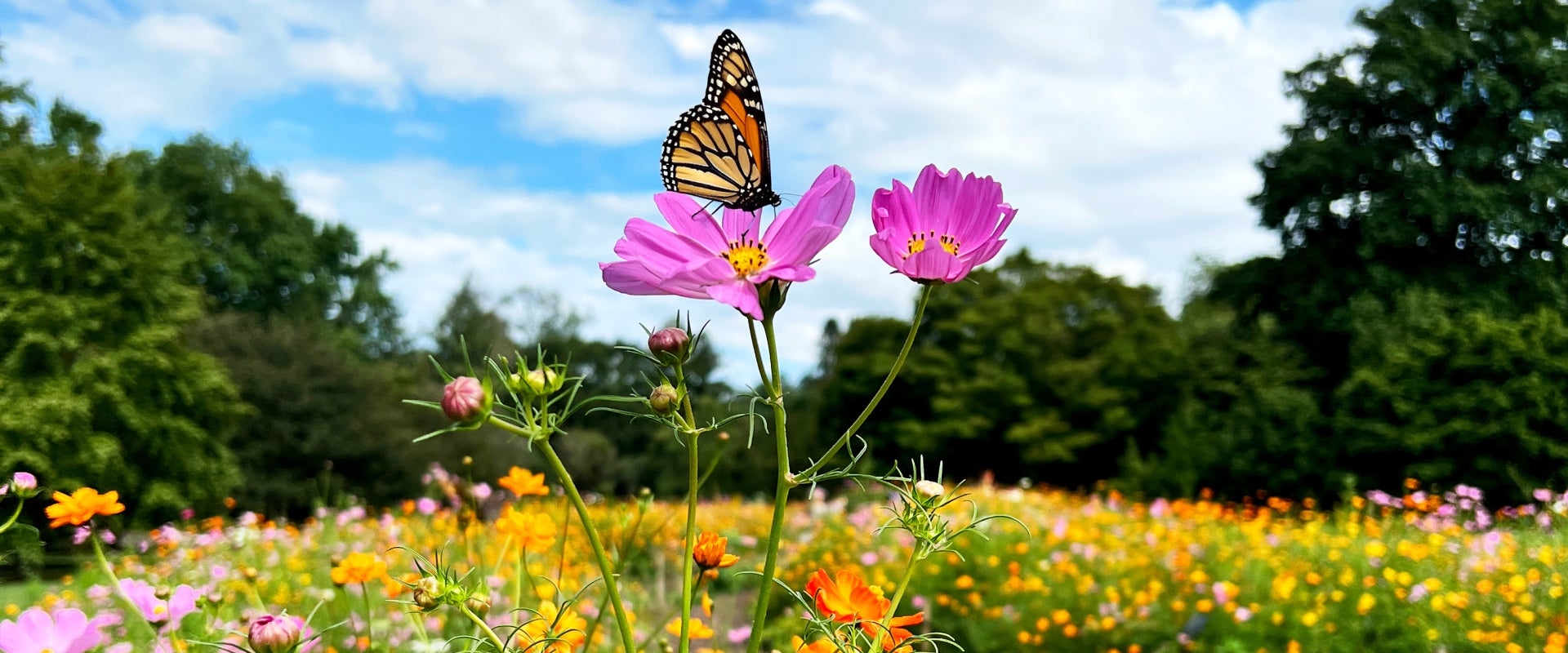 A wildflower field in bloom with a monarch butterfly perched on a pink flower in the foreground.