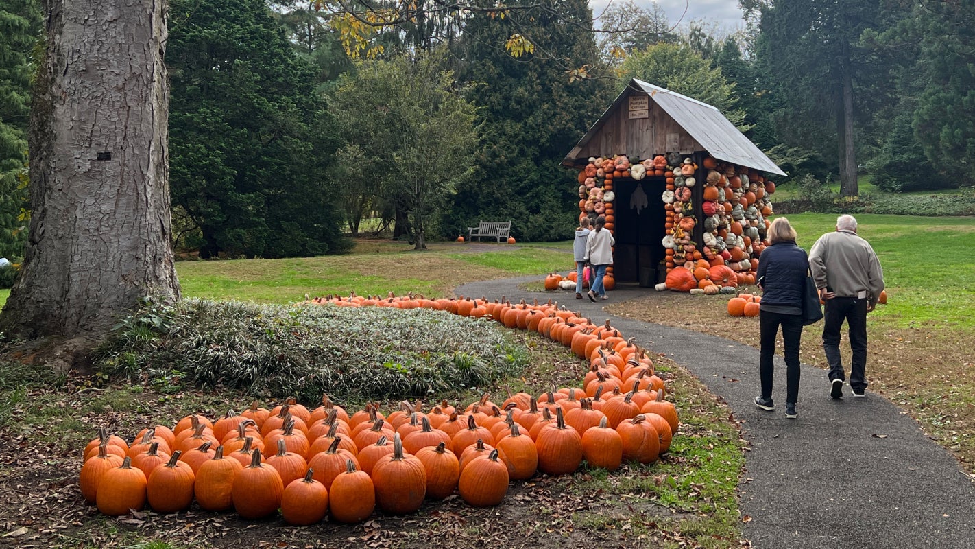 An outdoor setting with a small cottage covered in pumpkins with people walking around it. 