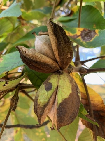  Carya ovata oval nuts emerging from dehiscent oval husks.