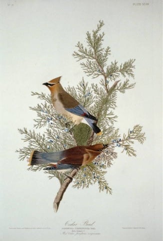 1840 J.J. Audubon plate (Public Domain)
