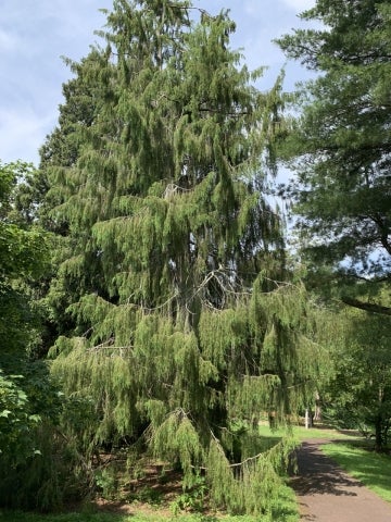 1935-6324*B Juniperus rigida (temple juniper) planted at the Morris Arboretum in 1935. Photo by Katherine Wagner-Reiss.