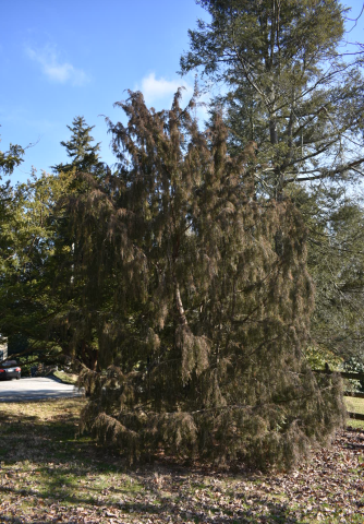 1996-085*B Juniperus rigida (temple juniper) planted at the Morris Arboretum in 1996. Photo by Cynthia Schemmer.
