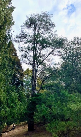  1949-5628*A Juniperus virginiana.‘Pyramidalis’