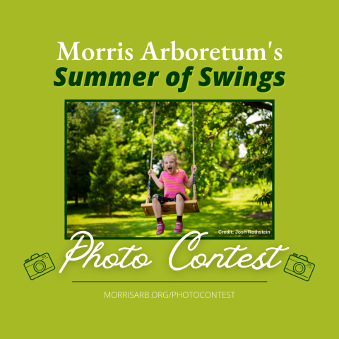 summer of swings photo contest