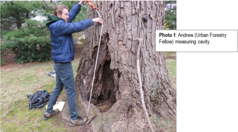 Andrew Conboy (Urban Forestry Fellow) measuring tree cavity.