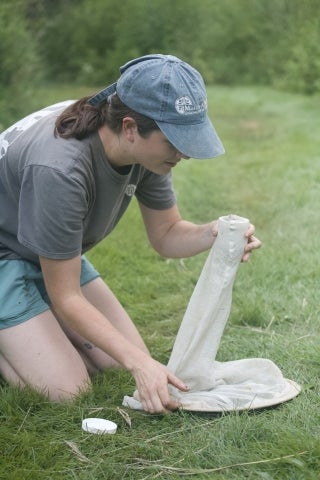 The final trapping technique is netting, where monitors use butterfly nets to catch any other unique bees they can find in the area. Shown here is Caroline Mertz, the Hay Honey Farm Natural Areas Intern.