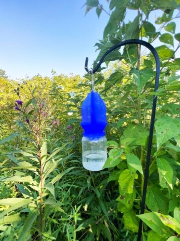 The blue vane trap hangs two to three feet from the ground, attracting bees with its bright blue color