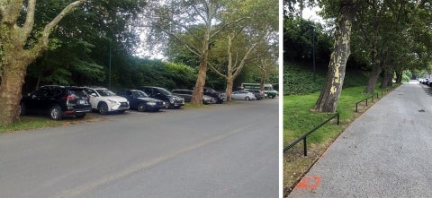 A before and after photo: the before is of a green space with 85-year-old trees and cars parked in between them; the after is of the same green space without the cars and protective fencing in front of the trees. 