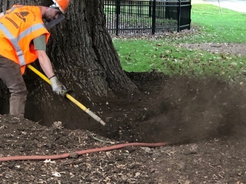 John B. Ward & Co. staff using the AirSpade tool and an air compressor on the roots of the bur oak. Photo: Eugenia Warnock.