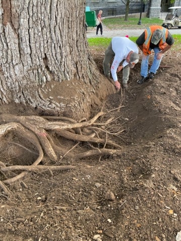 Morris Arboretum Urban Forestry staff assessing the roots of the bur oak. Photo courtesy of Claudia Kent, Arboretum Director at Haverford College.
